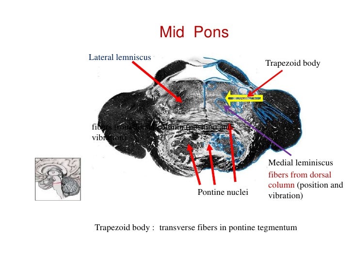 Anatomy of brainstem