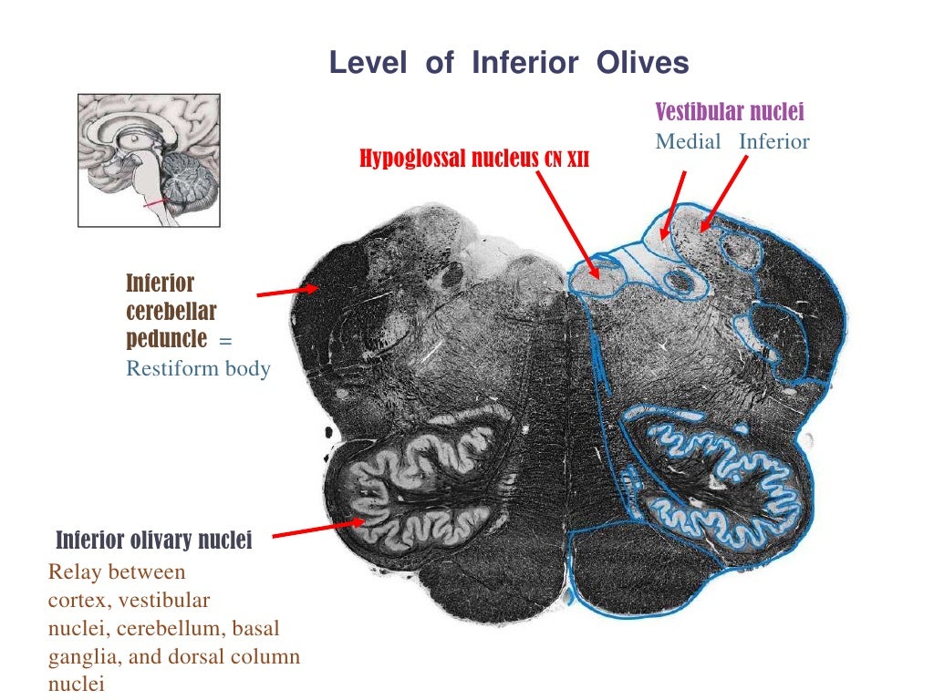 Anatomy of brainstem