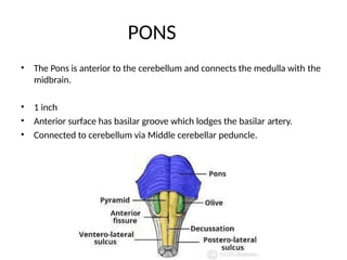 Define Pons ANATOMY OF BRAINSTEM-DETAILED EXPLANATION.pptx