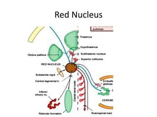 Anatomy of brainstem and its clinical significance | PPTX
