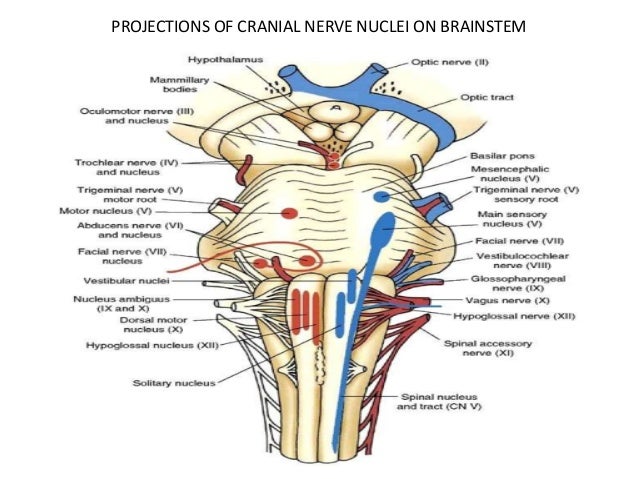 Brain Stem Anatomy Yerat
