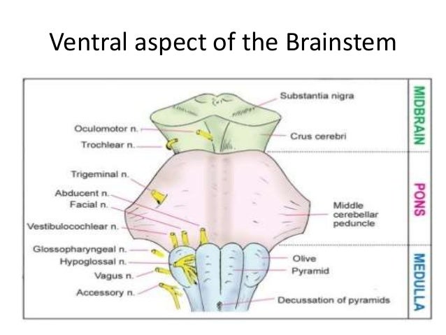 brain stem anatomy