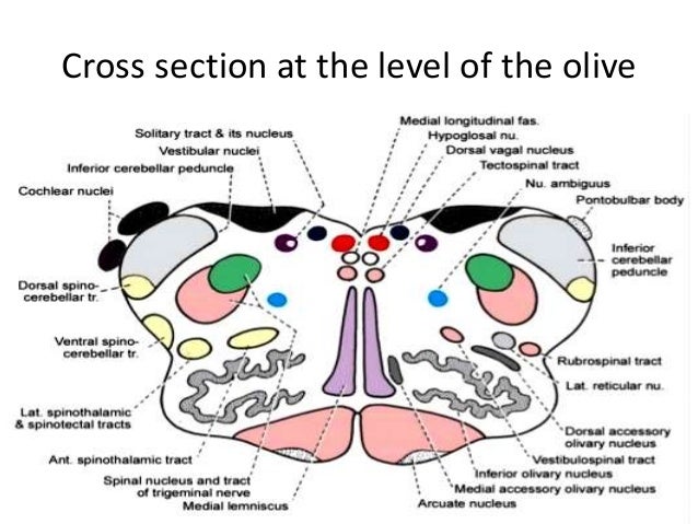 Human Brain Diagram Pons Anatomy Of Pons Anatomical Charts & Posters