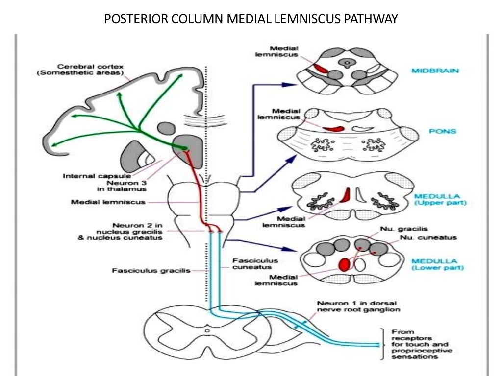 Anatomy of brainstem and its clinical significance