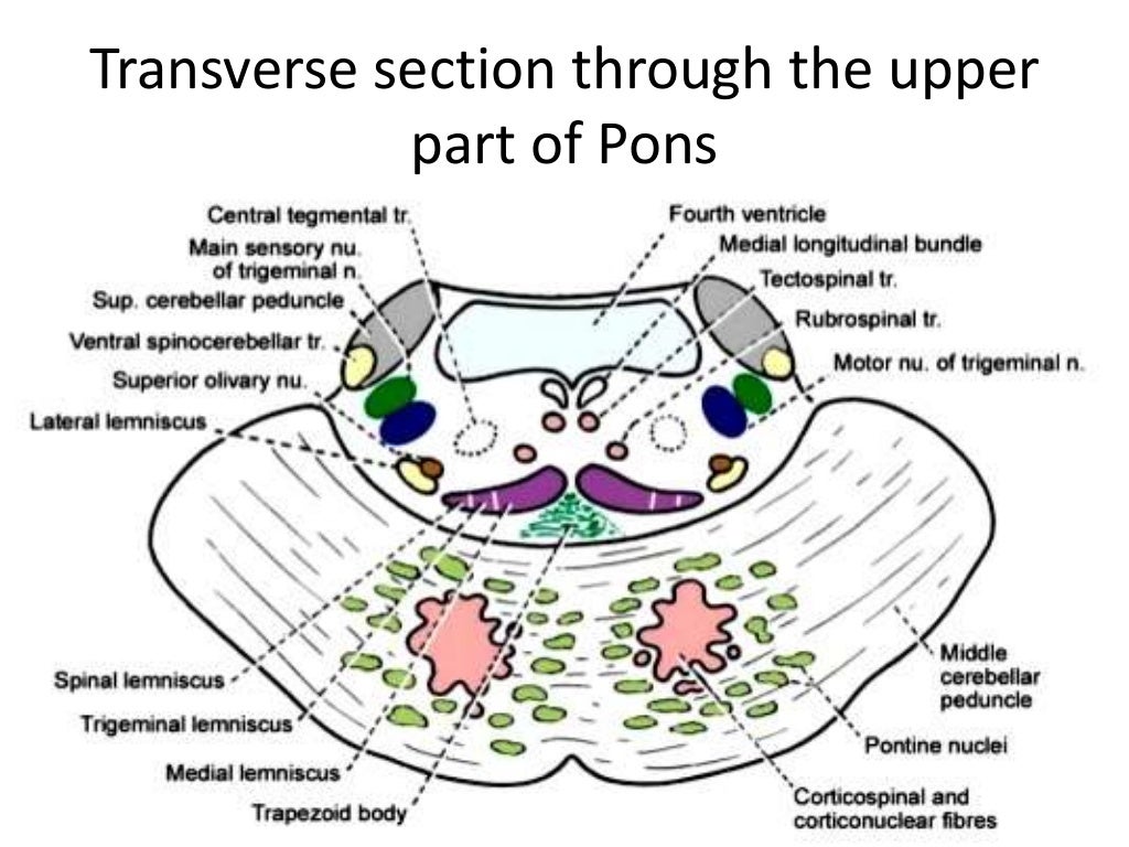 Anatomy of brainstem and its clinical significance