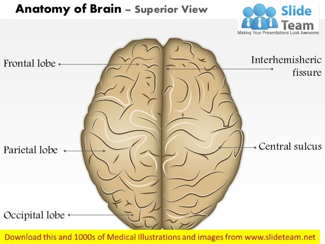 Anatomy of brain superior view medical images for power point