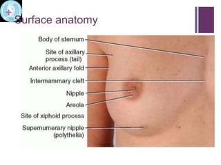 Anatomy of breast