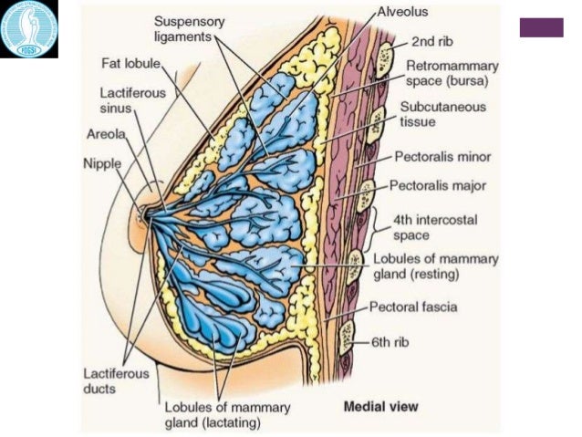 Gland breast
