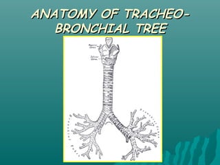 Anatomy of bronchial tree, lungs and pleura | PPT