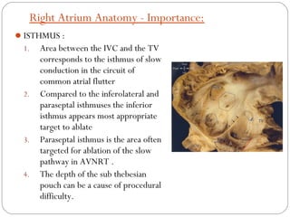 Anatomy of cardiac structures & conducting system in | PPT