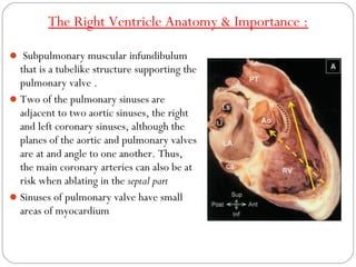 Anatomy of cardiac structures & conducting system in | PPT