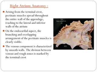 Pectinate Ridges Anatomy of cardiac structures & conducting system in | PPT