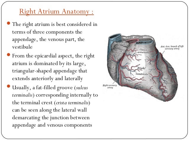 Anatomy of cardiac structures & conducting system in