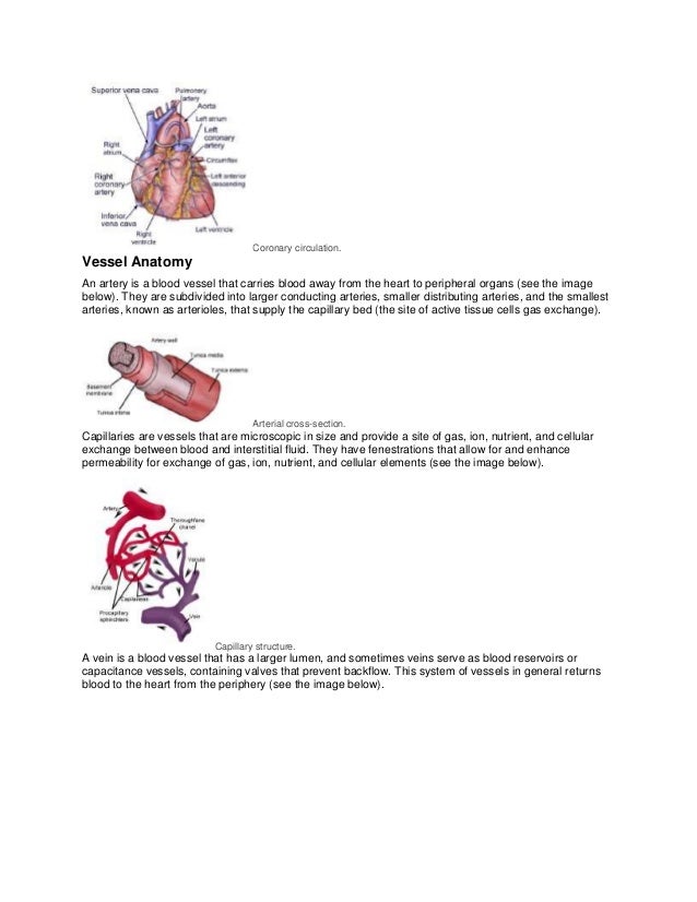 Anatomy of cardiovascular system