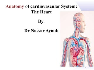 1
Anatomy of cardiovascular System:
The Heart
By
Dr Nassar Ayoub
 