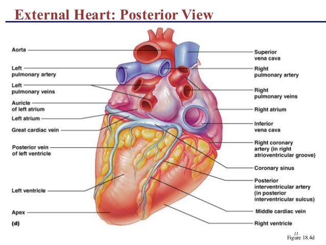 Anatomy of cardiovascular system