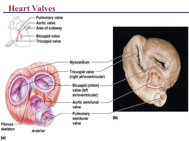 Anatomy of cardiovascular system