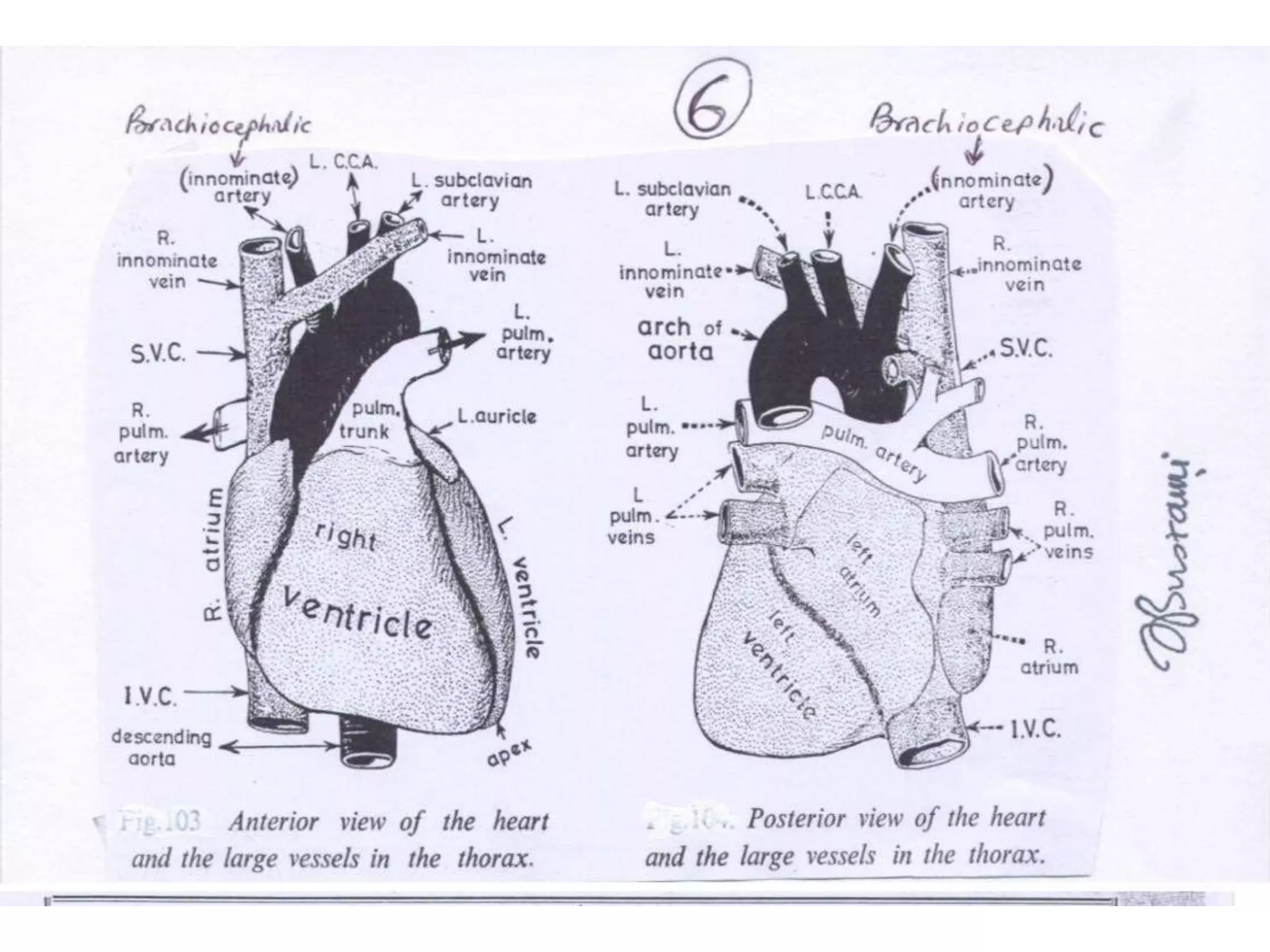 Anatomy visual data 5