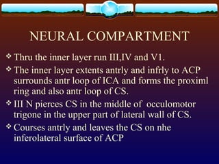NEURAL COMPARTMENT
 Thru the inner layer run III,IV and V1.
 The inner layer extents antrly and infrly to ACP
surrounds antr loop of ICA and forms the proximl
ring and also antr loop of CS.
 III N pierces CS in the middle of occulomotor
trigone in the upper part of lateral wall of CS.
 Courses antrly and leaves the CS on nhe
inferolateral surface of ACP
 