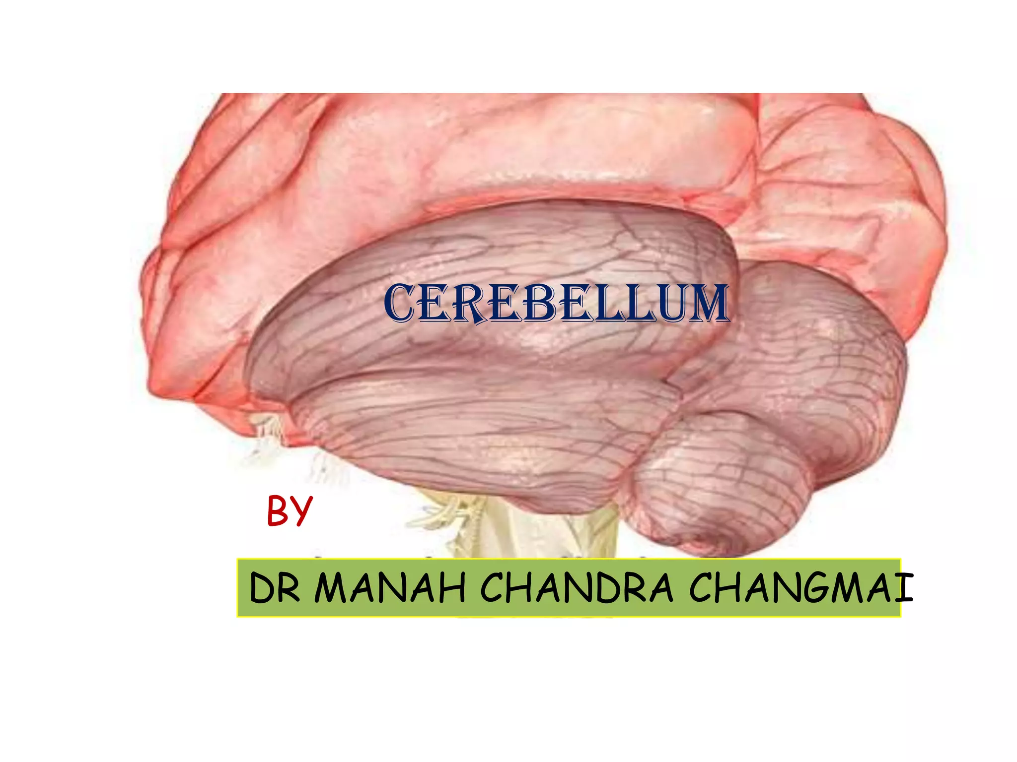 Anatomy of cerebellum | PPT