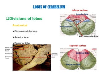 External surface of cerebellum<br />Horizontal fissure<br />Anterior lobe<br />Primary fissure<br />vermis<br />Posterior ...