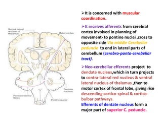 Posterior lobe</li></ul>Posterior lobe<br />Flocculonodular lobe<br />Superior surface<br />Anterior lobe<br />Posterior l...