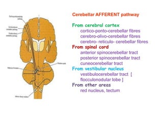 The medullary core is composed of incoming and outgoing fibres projecting to and from the cerebellar cortex.