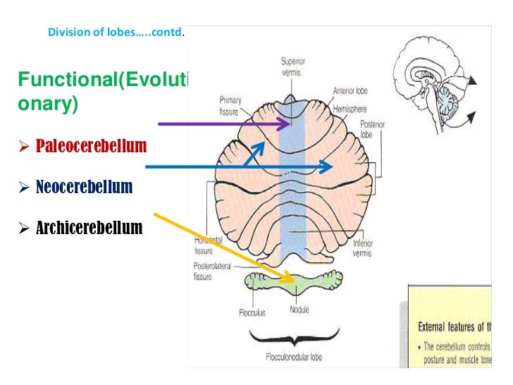 Arbor Vitae Anatomy Anatomy Reading Source