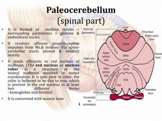Anatomy of cerebellum | PPTX