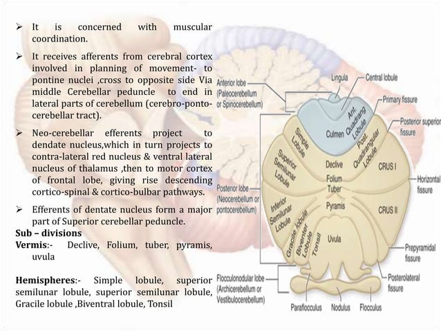 Anatomy of cerebellum | PPT