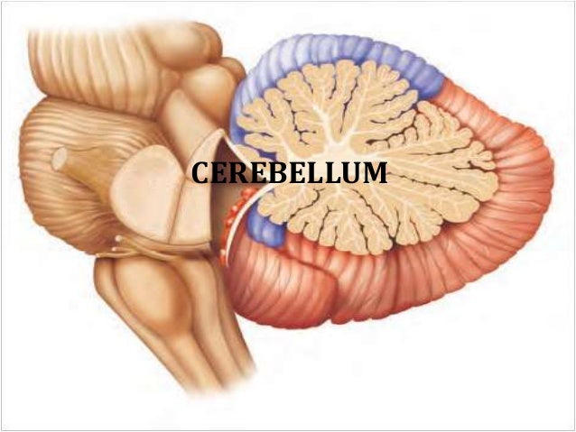 Anatomy of cerebellum