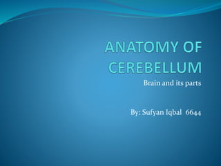 Brain and its parts
By: Sufyan Iqbal 6644
 