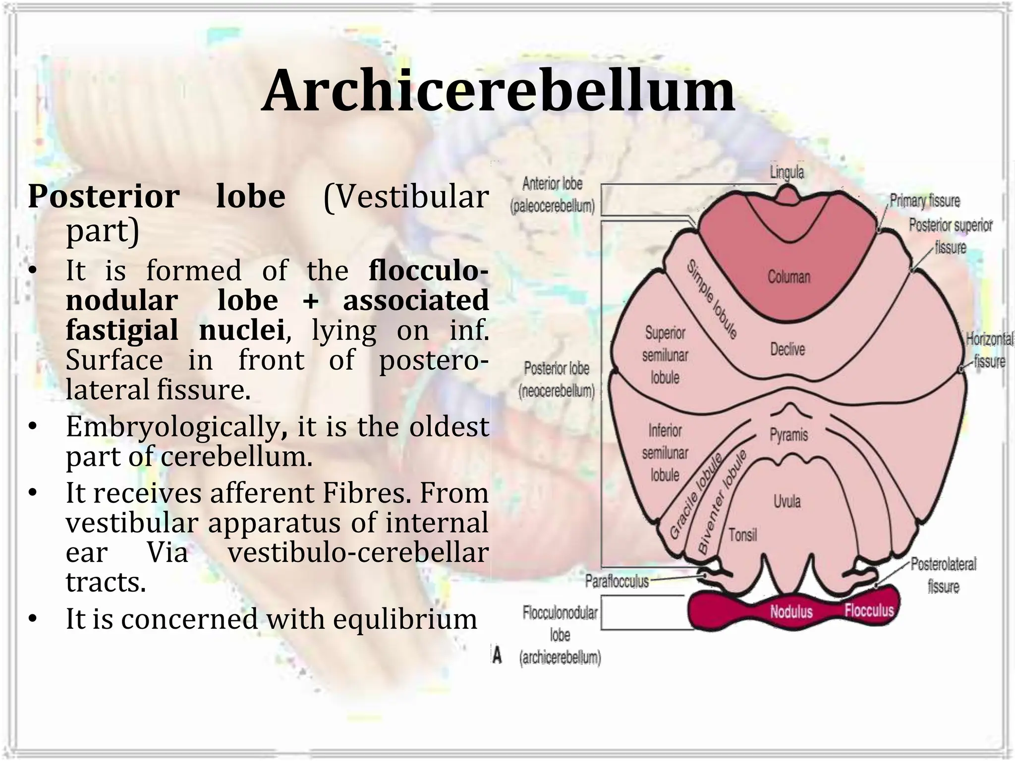 Archicerebellum
Posterior lobe (Vestibular
part)
• It is formed of the flocculo-
nodular lobe + associated
fastigial nuclei, lying on inf.
Surface in front of postero-
lateral fissure.
• Embryologically, it is the oldest
part of cerebellum.
• It receives afferent Fibres. From
vestibular apparatus of internal
ear Via vestibulo-cerebellar
tracts.
• It is concerned with equlibrium
 