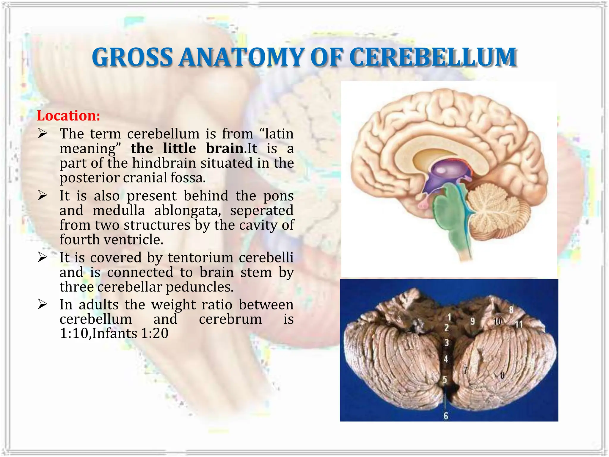 GROSS ANATOMY OF CEREBELLUM
Location:
 The term cerebellum is from “latin
meaning” the little brain.It is a
part of the hindbrain situated in the
posterior cranial fossa.
 It is also present behind the pons
and medulla ablongata, seperated
from two structures by the cavity of
fourth ventricle.
 It is covered by tentorium cerebelli
and is connected to brain stem by
three cerebellar peduncles.
 In adults the weight ratio between
cerebellum and cerebrum is
1:10,Infants 1:20
 