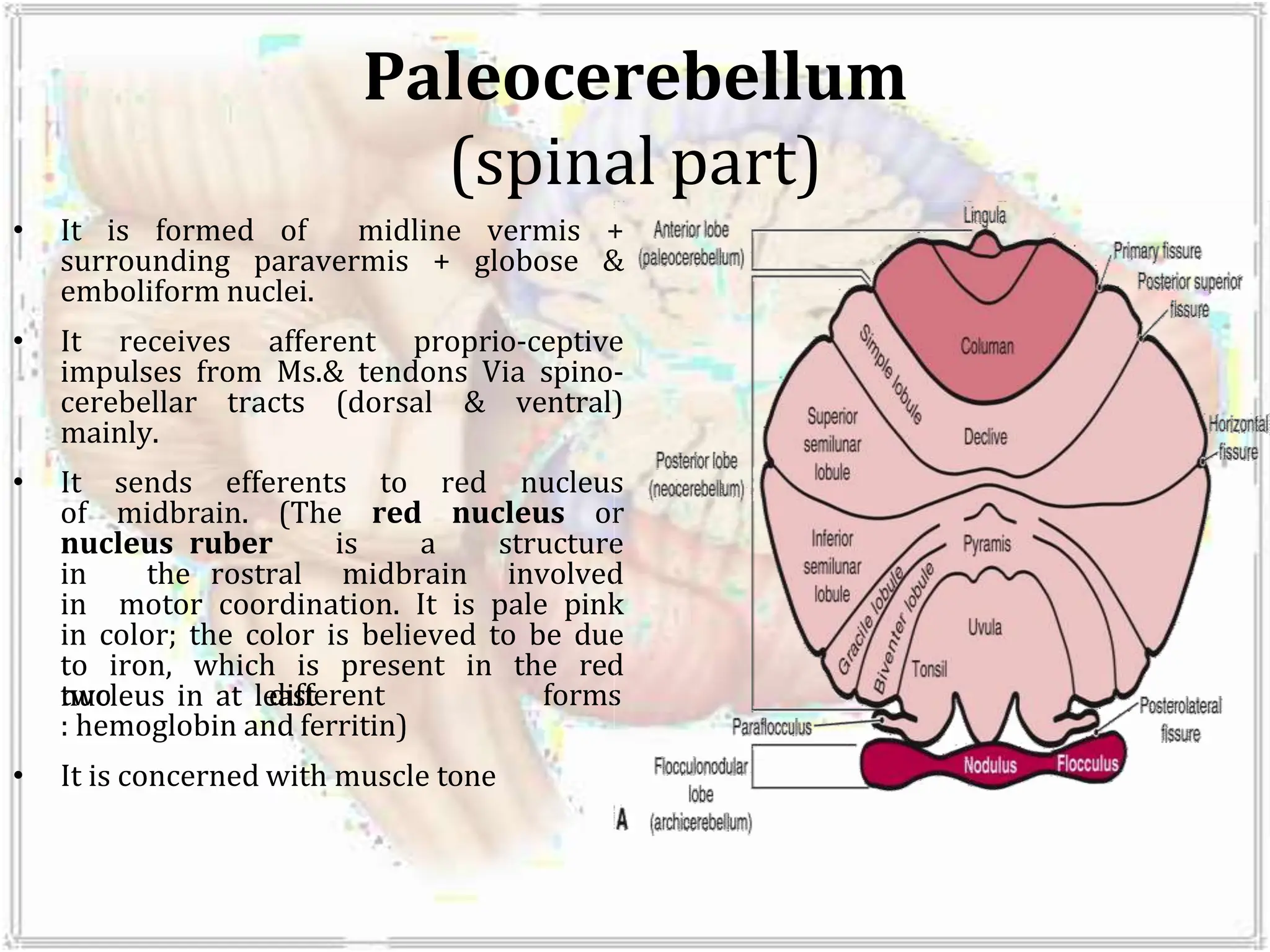 Paleocerebellum
(spinal part)
• It is formed of midline vermis +
surrounding paravermis + globose &
emboliform nuclei.
• It receives afferent proprio-ceptive
impulses from Ms.& tendons Via spino-
cerebellar tracts (dorsal & ventral)
mainly.
• It sends efferents to red nucleus
of midbrain. (The red nucleus or
nucleus ruber is a structure
in the rostral midbrain involved
in motor coordination. It is pale pink
in color; the color is believed to be due
to iron, which is present in the red
nucleus in at least
two different forms
: hemoglobin and ferritin)
• It is concerned with muscle tone
 