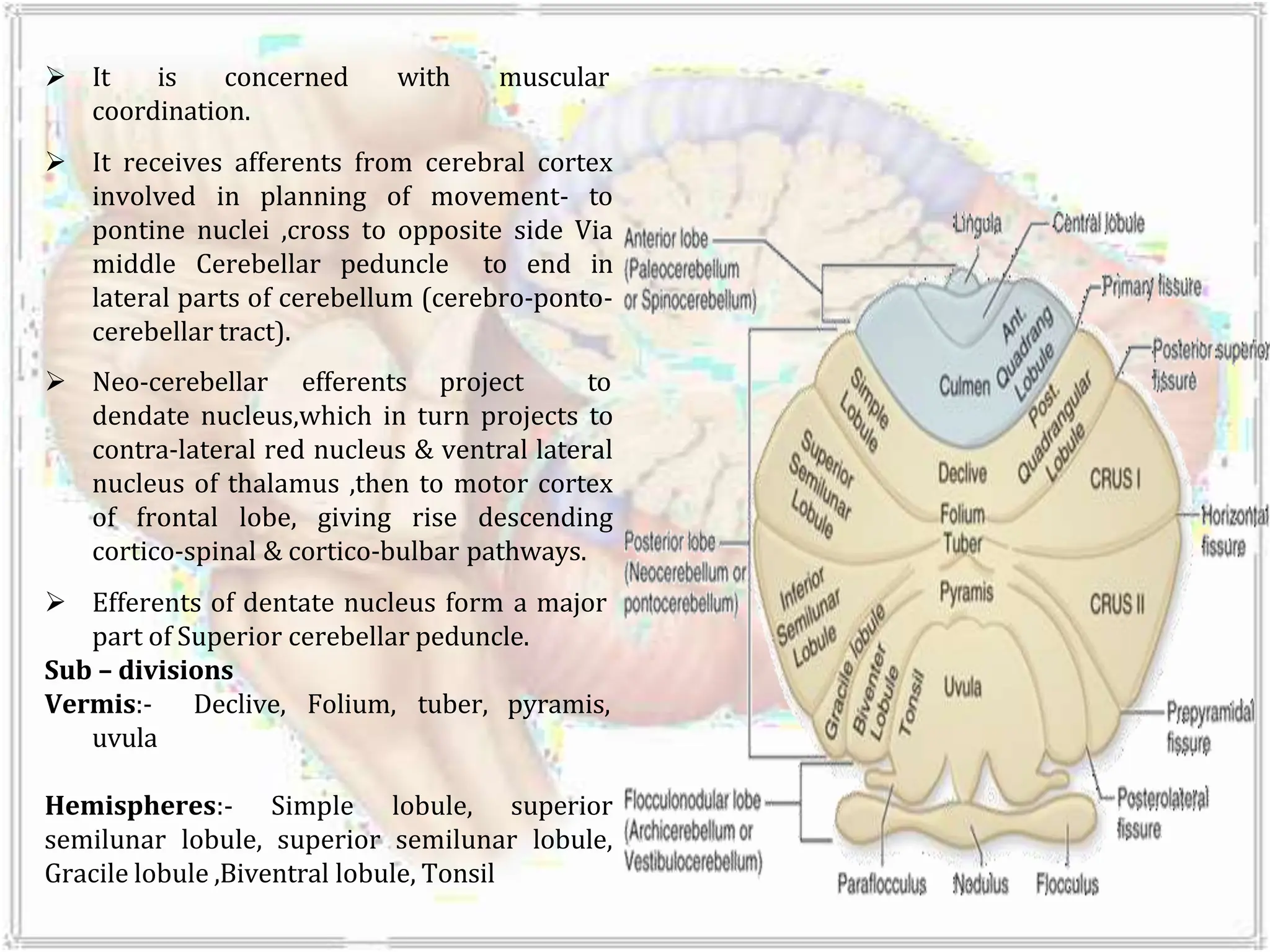  It is concerned with muscular
coordination.
 It receives afferents from cerebral cortex
involved in planning of movement- to
pontine nuclei ,cross to opposite side Via
middle Cerebellar peduncle to end in
lateral parts of cerebellum (cerebro-ponto-
cerebellar tract).
 Neo-cerebellar efferents project to
dendate nucleus,which in turn projects to
contra-lateral red nucleus & ventral lateral
nucleus of thalamus ,then to motor cortex
of frontal lobe, giving rise descending
cortico-spinal & cortico-bulbar pathways.
 Efferents of dentate nucleus form a major
part of Superior cerebellar peduncle.
Sub – divisions
Vermis:- Declive, Folium, tuber, pyramis,
uvula
Hemispheres:- Simple lobule, superior
semilunar lobule, superior semilunar lobule,
Gracile lobule ,Biventral lobule, Tonsil
 