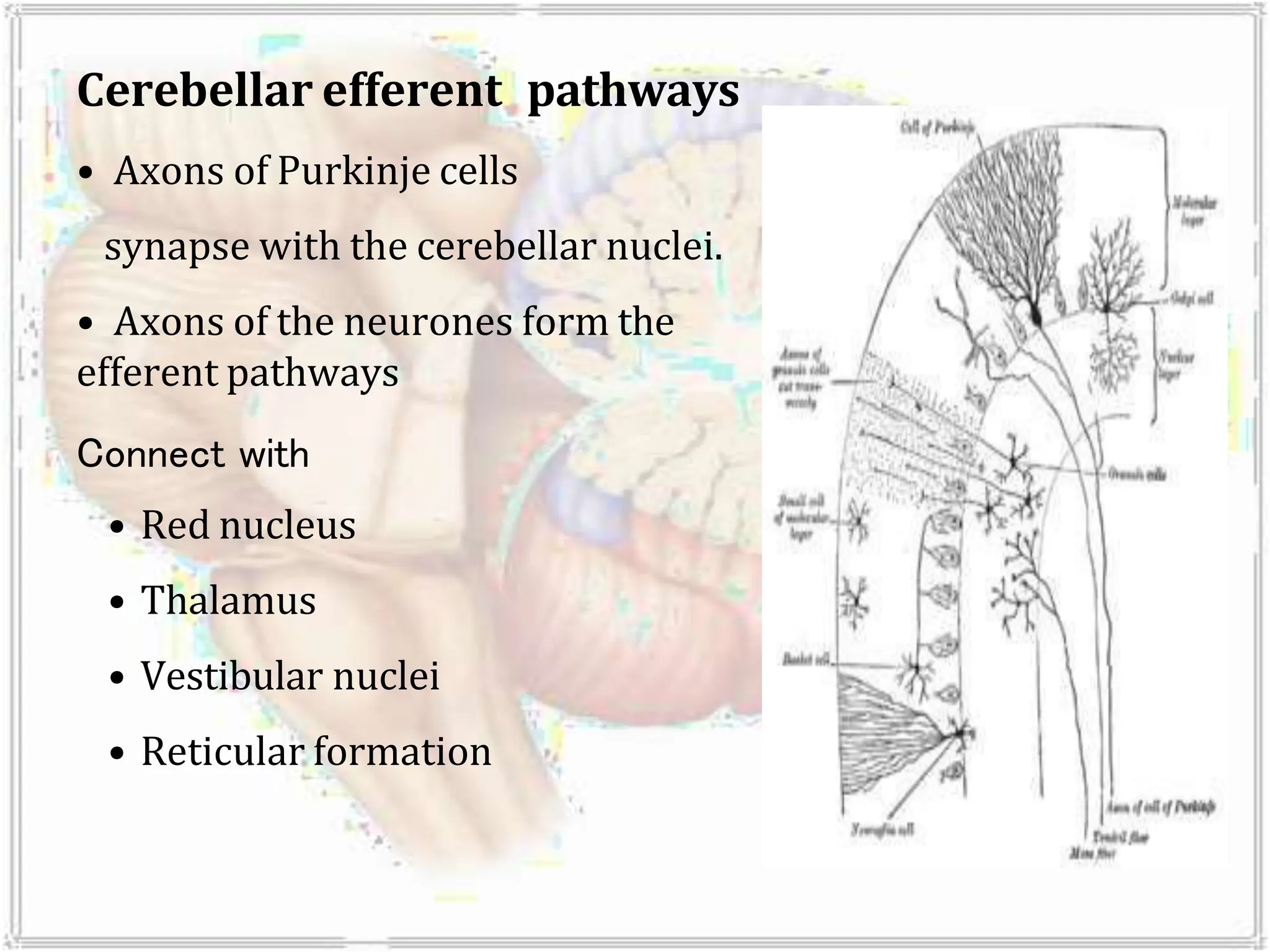 Cerebellar efferent pathways
• Axons of Purkinje cells
synapse with the cerebellar nuclei.
• Axons of the neurones form the
efferent pathways
Connect with
• Red nucleus
• Thalamus
• Vestibular nuclei
• Reticular formation
 