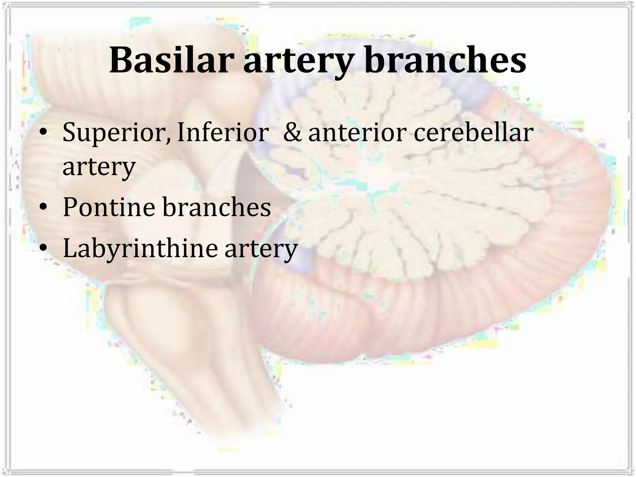 Basilar artery branches
• Superior, Inferior & anterior cerebellar
artery
• Pontine branches
• Labyrinthine artery
 