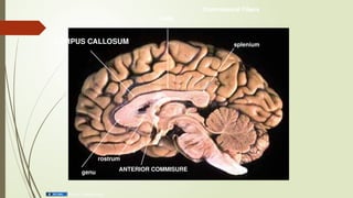 ANATOMY OF CEREBRAL CORTEX LEVY MWANAWASA MEDICAL UNIVERSITY | PPTX