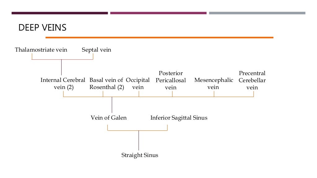 DEEP VEINSVEINS
Thalamostriate vein Septal vein
Internal Cerebral
vein (2)
Basal vein of
Rosenthal (2)
Occipital
vein
Post...