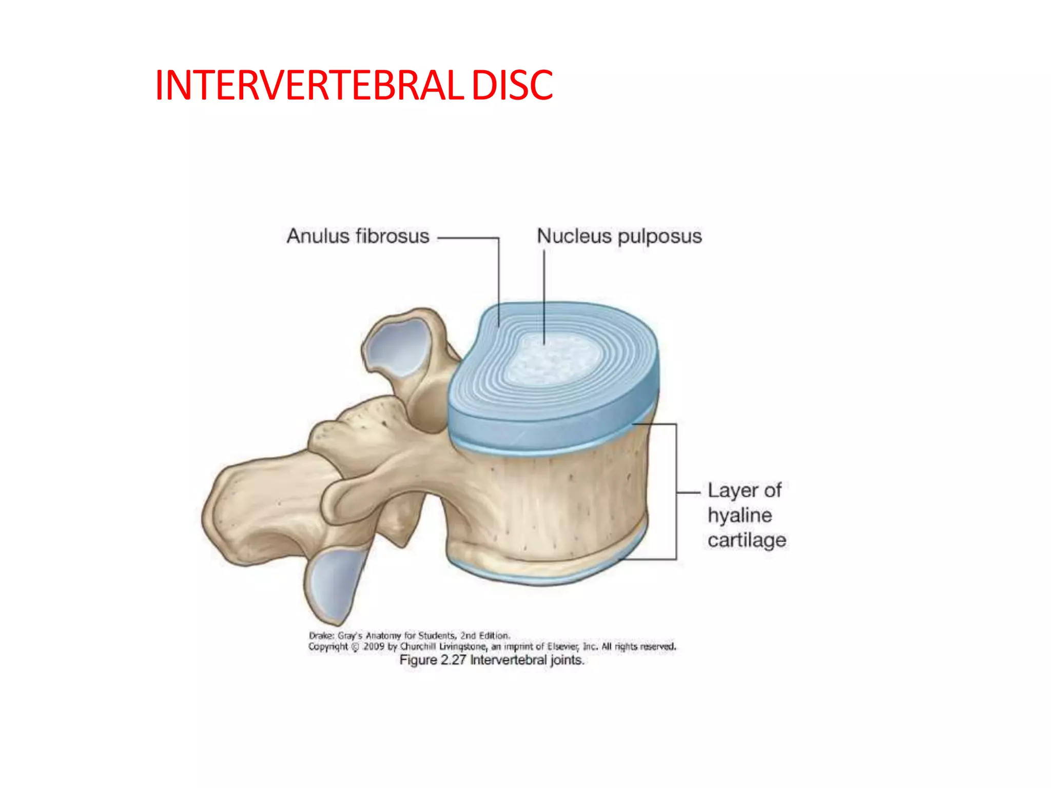 Anatomy of cervical spine | PPTX