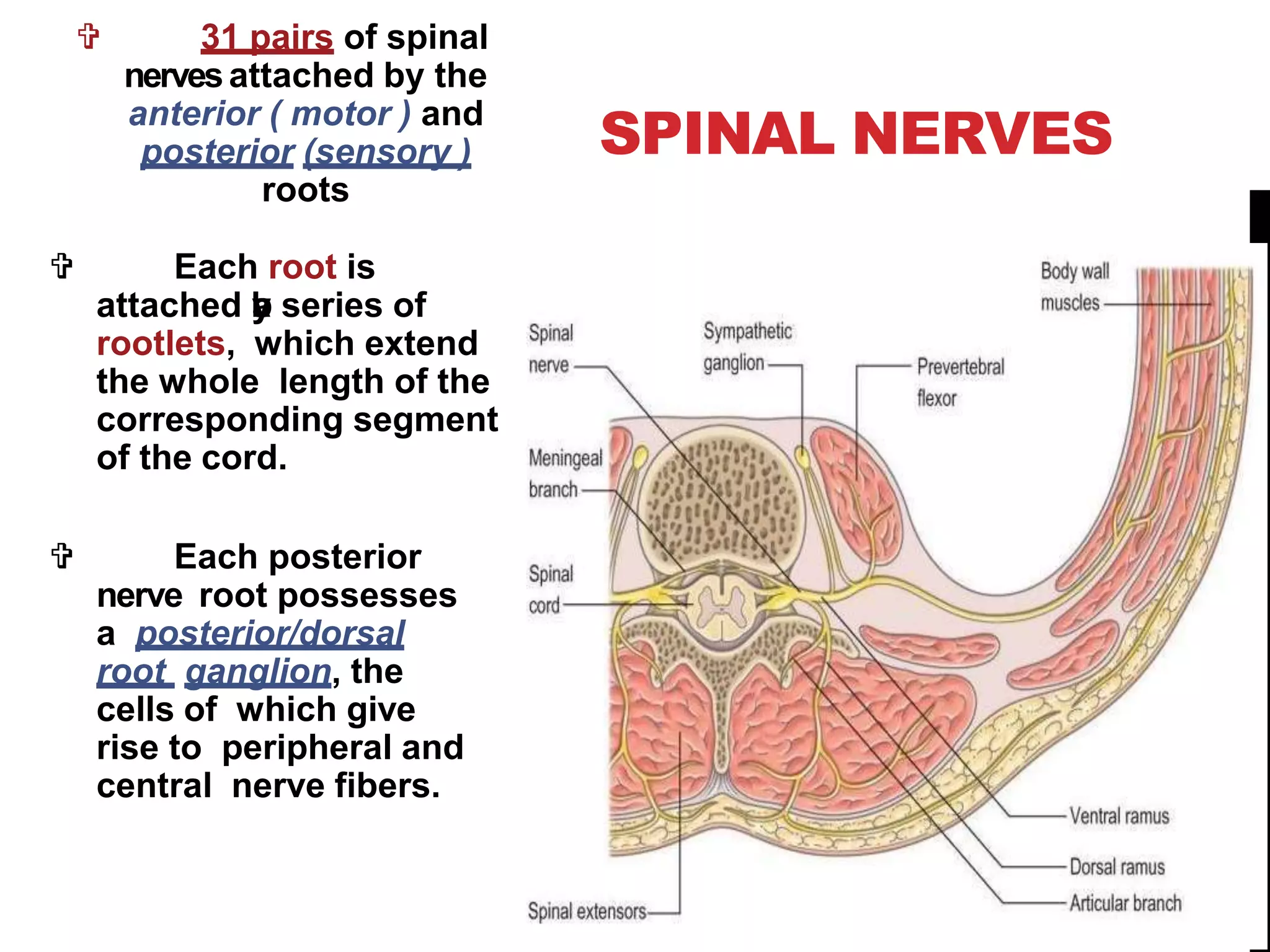 Anatomy of cervical spine | PPTX