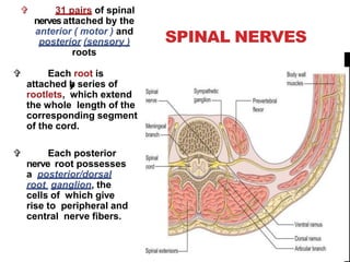 Anatomy of cervical spine | PPTX