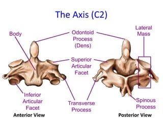The Axis (C2)
Lateral
Body
Inferior
Articular
Facet
Anterior View
Odontoid
Process
(Dens)
Superior
Articular
Facet
Transve...