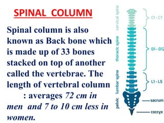 SPINAL COLUMN
Spinal column is also
known as Back bone which
is made up of 33 bones
stacked on top of another
called the v...