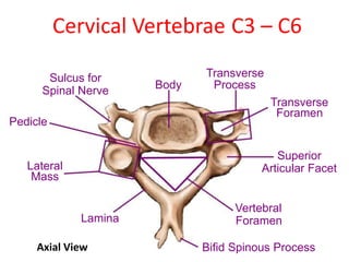 Cervical Vertebrae C3 – C6
Sulcus for
Spinal Nerve
Transverse
Body Process
Transverse
Pedicle
Lateral
Mass
Lamina
Axial Vi...