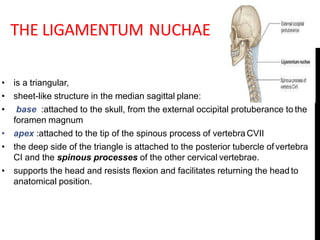 THE LIGAMENTUM NUCHAE
• is a triangular,
• sheet-like structure in the median sagittal plane:
• base :attached to the skul...