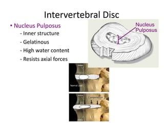 Intervertebral Disc
• Nucleus Pulposus
- Inner structure
- Gelatinous
- High water content
- Resists axial forces
Nucleus
...