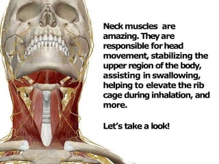 Neckmuscles are
amazing.Theyare
responsible forhead
movement, stabilizing the
upper region of the body,
assisting in swall...