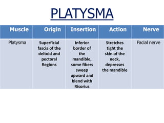 PLATYSMA
Muscle Origin Insertion Action Nerve
Platysma Superficial
fascia of the
deltoid and
pectoral
Regions
Inferior
bor...